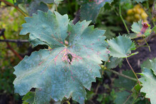A Close-up Of A Grapevine Leaves With Brown Spots Infected By Grapevine Fungal Black Rot Disease, Phylloxera Disease. The Beginning Of Grapevine Problems.