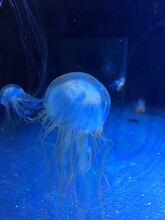 Jellyfish In Sea