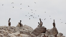 Pelicans On Rocks And Flock Of Gulls Flying Above