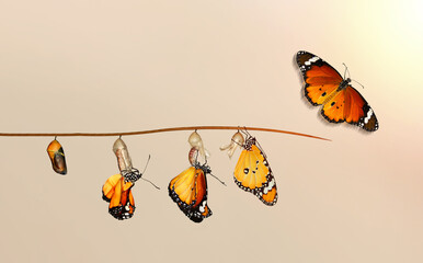 amazing moment ,monarch butterfly, pupae and cocoons are suspended. concept transformation of butter