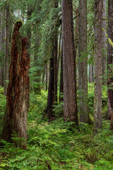 Sticker - USA, Washington State, Olympic National Park. Forest scenic.