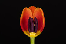 USA, Washington State, Bellingham. Close-up Inside Of Tulip.