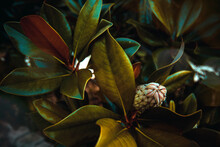 Close-up Of Green Leaves On Magnolia Tree