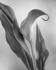 Wall Mural - USA, Washington State, Seabeck. Black and white of calla lily.