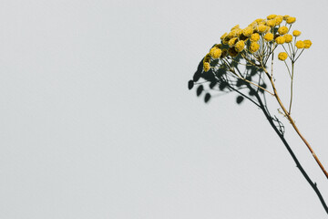 dried yellow flower tansy over pastel blue background with trendy shadow and sunlight. minimal summe