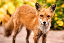 Portrait Of Red Fox Standing On Field