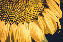 Close-up Of Sunflower
