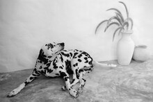 Black And White Portrait, The Dalmantian     Dog.