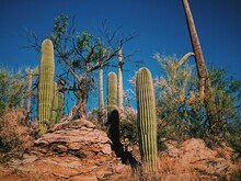 Low Angle View Of Cactus Growing On Field Against Clear Blue Sky