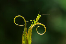 Praying Mantis On Leaf Of Fern