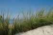 © JaDeLissen - grass on dune with North Sea and blue sky in background