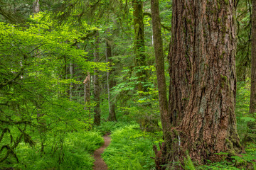  USA, Washington State, Olympic National Forest. South Fork Skokomish River Trail.