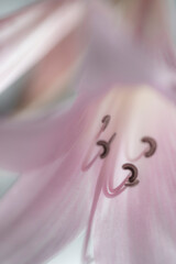 Canvas Print - USA, Washington, Seabeck. Pale pink lily close-up.