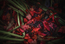 Full Frame Shot Of Autumnal Leaves