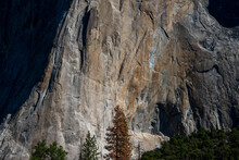 The Granite Wall Of El Capitan In Yosemite National Park Of California.