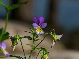 Wall Mural - Close up of violas in the garden with copy space for text