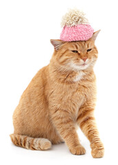 Canvas Print - Red cat in a knitted hat.