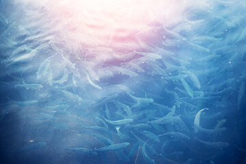 Wall Mural - Salmon or rainbow trout goes on spawning in river of fish farm