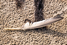 A Bird S Feather Lying On The Sand Of A Beach Surrounded By Seaweed And Seashells On A Warm Sunny Day.