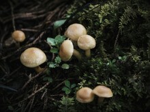 Close-up Of Mushrooms Growing On Tree Trunk