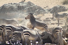 Zebras On Zebra