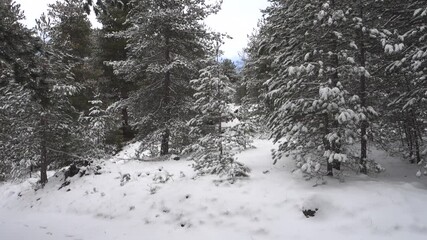 Wall Mural - winter forest of pine trees snow covered in Sicily panning to the entrance of dense pinewood of natural Park of Etna