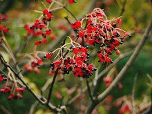 Close-up Of Red Berries Growing On Tree