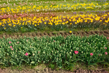 Wall Mural - Field with colorful Flowers