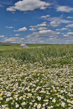 White Flowers And Gray Barn Along Highway 27 On Your Way To Tekoa, Washington State