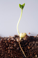Close Up Young Sprout Growing