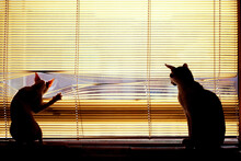 Two Cats By The Window