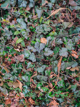 High Angle View Of Dry Leaves On Field
