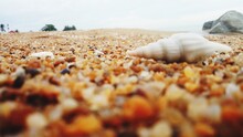 Close-up Of Shells On Beach