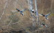 USA, Washington State. Male Mallards (Anas platyrhynchos) take flight from Lake Washington. Seattle. Digital composite.