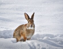Rabbit On Snow Covered Land