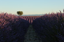 Lavender's Field