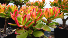 Colorful Crassula Ovata Succulent Trees. Variegated Money Tree Grow In The Pot