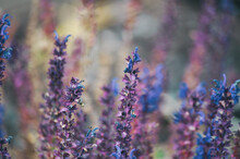 Close-up Of Lavender Flowers On Field