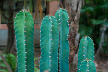 Close-up Of Cactus