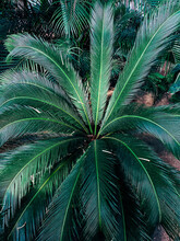 Leaves Of Palm Top View
