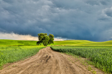 Canvas Print - USA, Washington State, Palouse. Storm clouds advancing over Pullman.