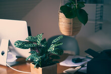 Close-up Of Houseplants On A Desk In Front Of A Desktop Computer And A Printer At Home Office