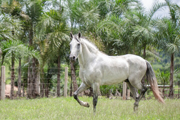 Silver gray horse. Beautiful example of a horse of the Mangalarga Marchador breed. Stallion horse loose in the field.