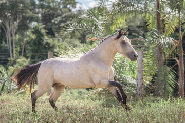 Buckskin horse. Mangalarga Marchador horse with loose palomine coat on the training track.