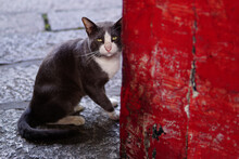 Portrait Of Cat Sitting On Red Wall