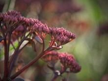 Close-up Of Flowering Plant. Sedum Buds With Beautiful Bokeh Background
