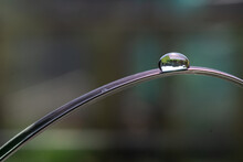 Close-up Of Water Drop On Leaf