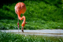 Close-up Of Flamingo In A Water