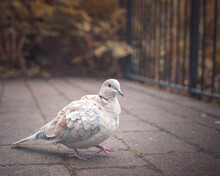 Close-up Of Pigeon Perching On Footpath
