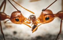 Closeup Of Two Weaver Ants Pulling Apart A Smaller One, Possibly A Fire Ant.